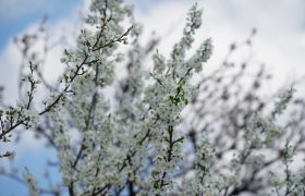 شکوفه های بهاری، زینت بخش شهرستان مرند